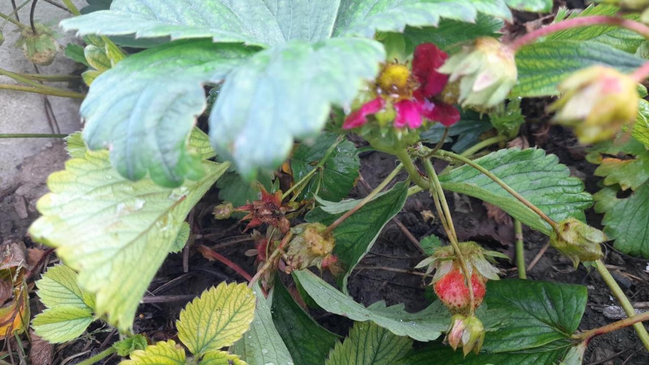LarraonaMaitia别墅 外观 照片